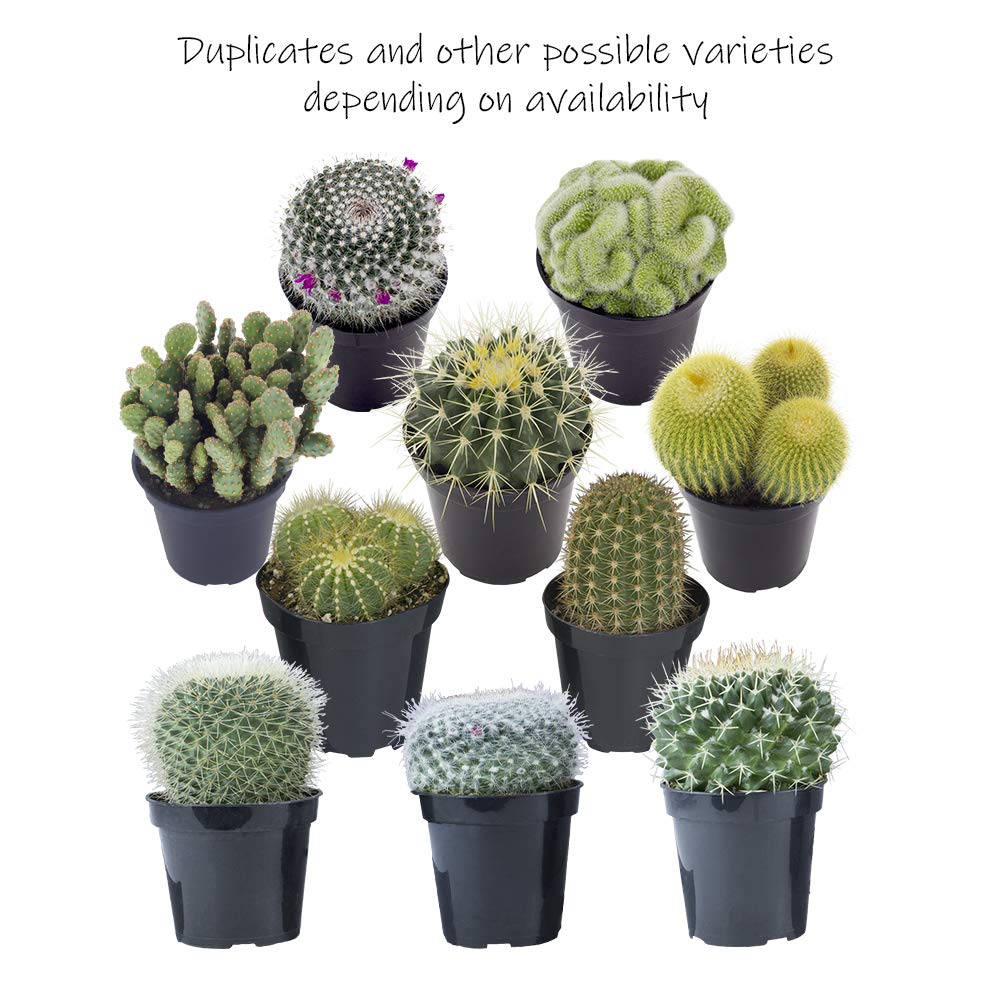 Altman Plants, Assorted Cactus Plants Live Plants (4 Pack), Live Cactus Plant Live Succulents Plants Live Houseplants, Cacti Live Indoor Plants Succulent Plants House Plants in Cactus Soil Potting Mix