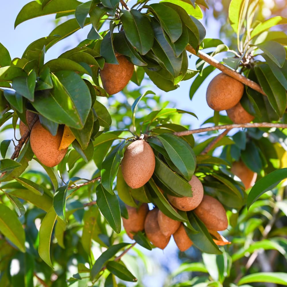 Sapodilla Tree Live Plant for Growing 2 to 3 Feet Tall, in 3 Gallon Pot, Sapodilla Plant Live Outdoor, Cannot Ship to CA
