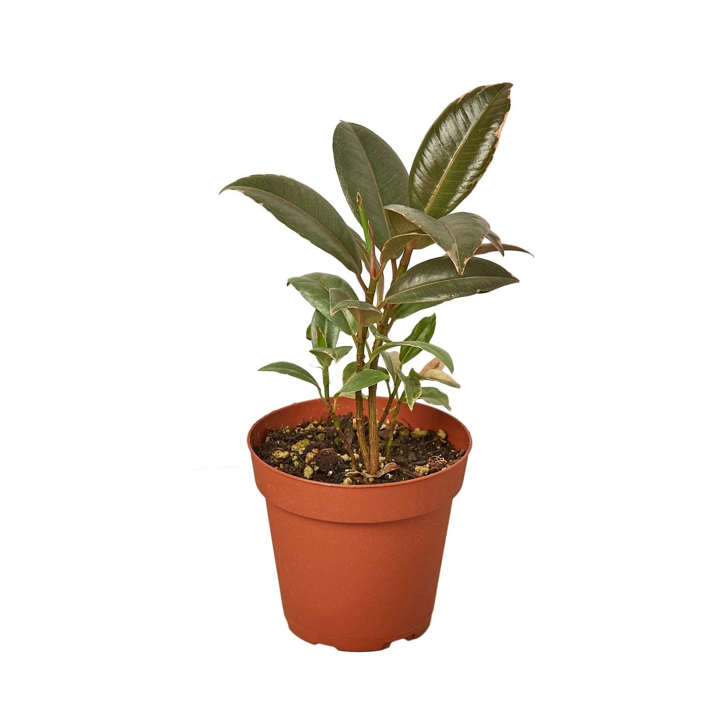 4 Pack Ficus Elastica 'Tineke' in 4in Pot - Live Plants Tropical Houseplants | Variegated | USA Growers | The Snobby Leaf