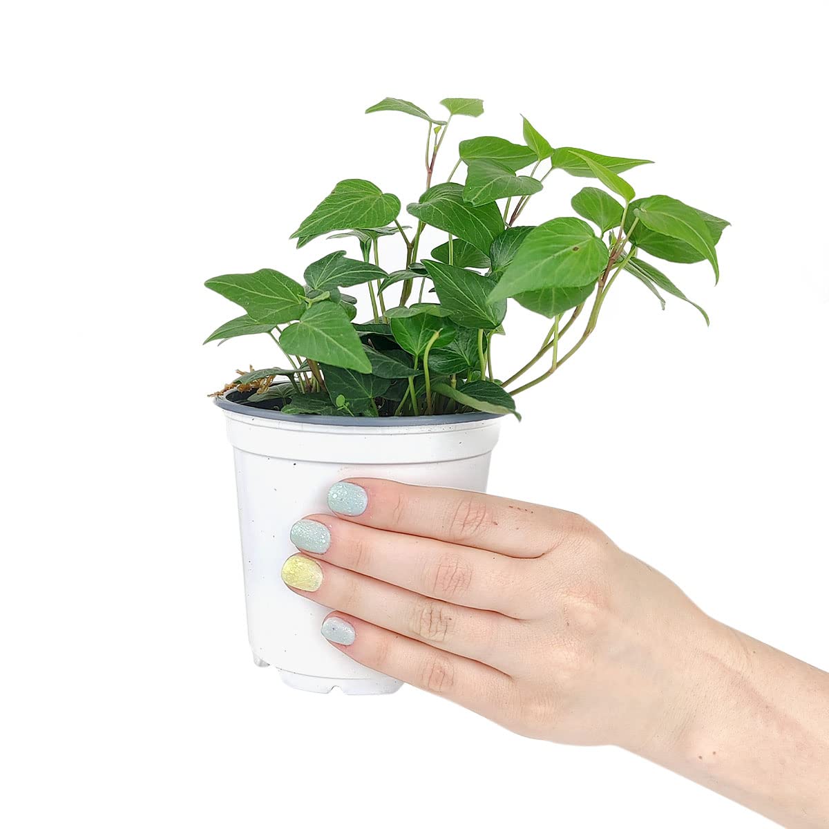 Green Ivy Plant (4" Grower Pot) - Heart-Shaped Green Leaves Houseplant for Home Decoration - Air Purifying, Easy to Grow Houseplant