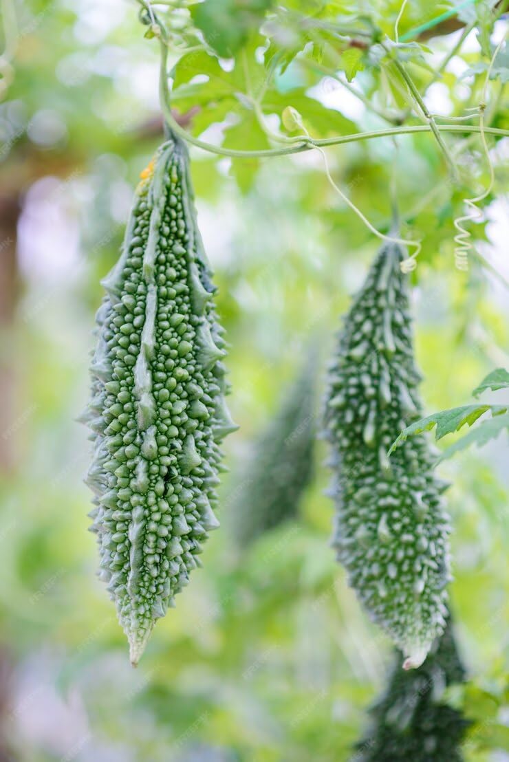 40 Bitter Gourd Seeds for Planting, High-Germination Indian Bitter Melon, Non-GMO Seeds for Home & Garden, Ideal for Outdoor Growing