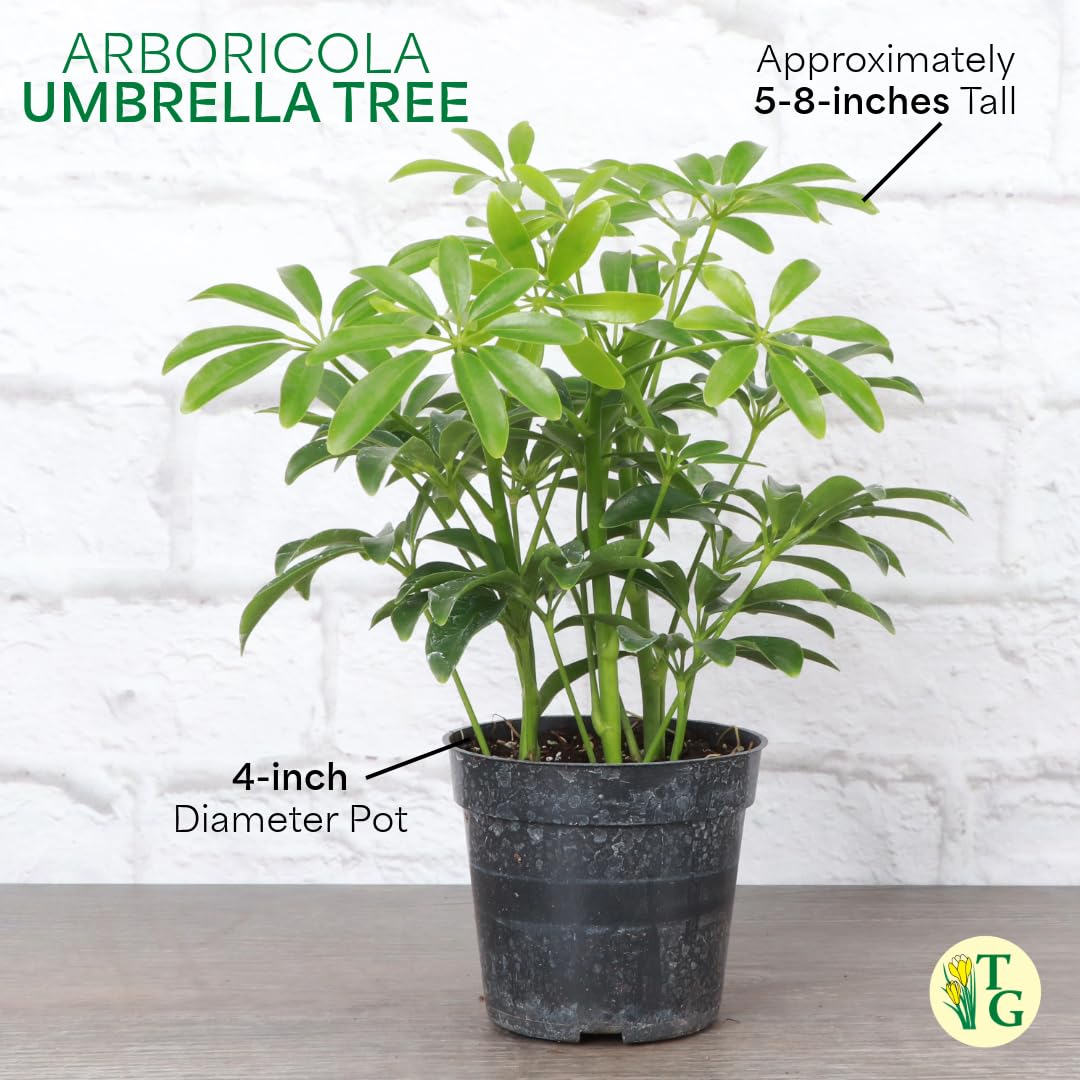 Thorsen's Greenhouse Live Arboricola Umbrella Tree Plant, Schefflera Arboricola, Natural Air Purifier, Easy to Grow, Live Indoor Houseplant, 4-inch Diameter (Coffee)