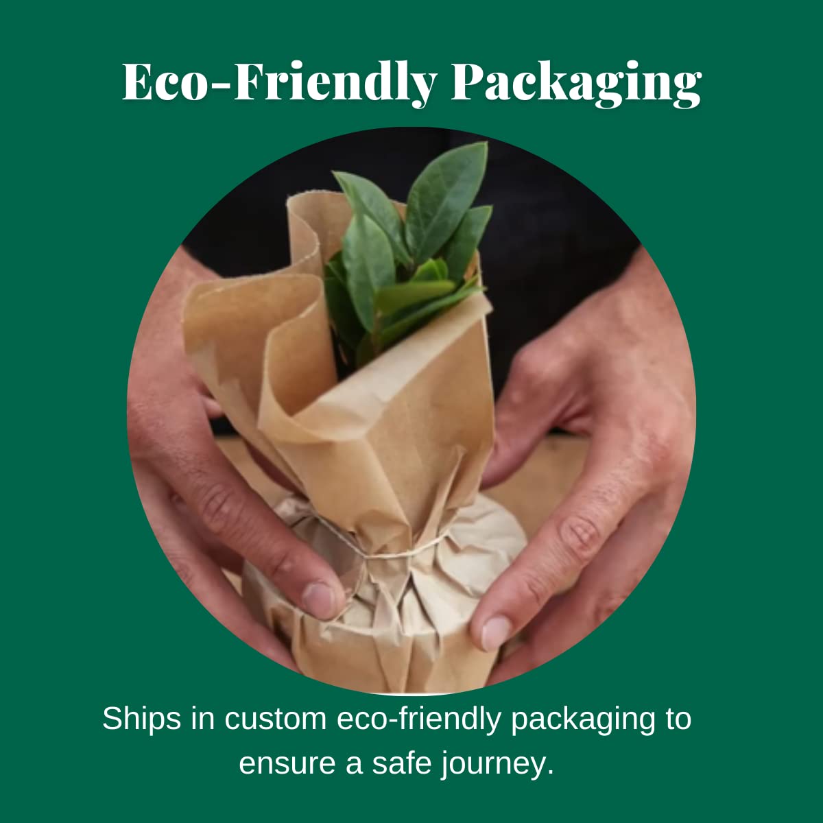 HOUSE PLANT SHOP | Tillandsia Air Plant 'Bulbosa'| Live Indoor Plant | Easy to Care | Natural Décor Plant | Great Gifts| Free Care Guide