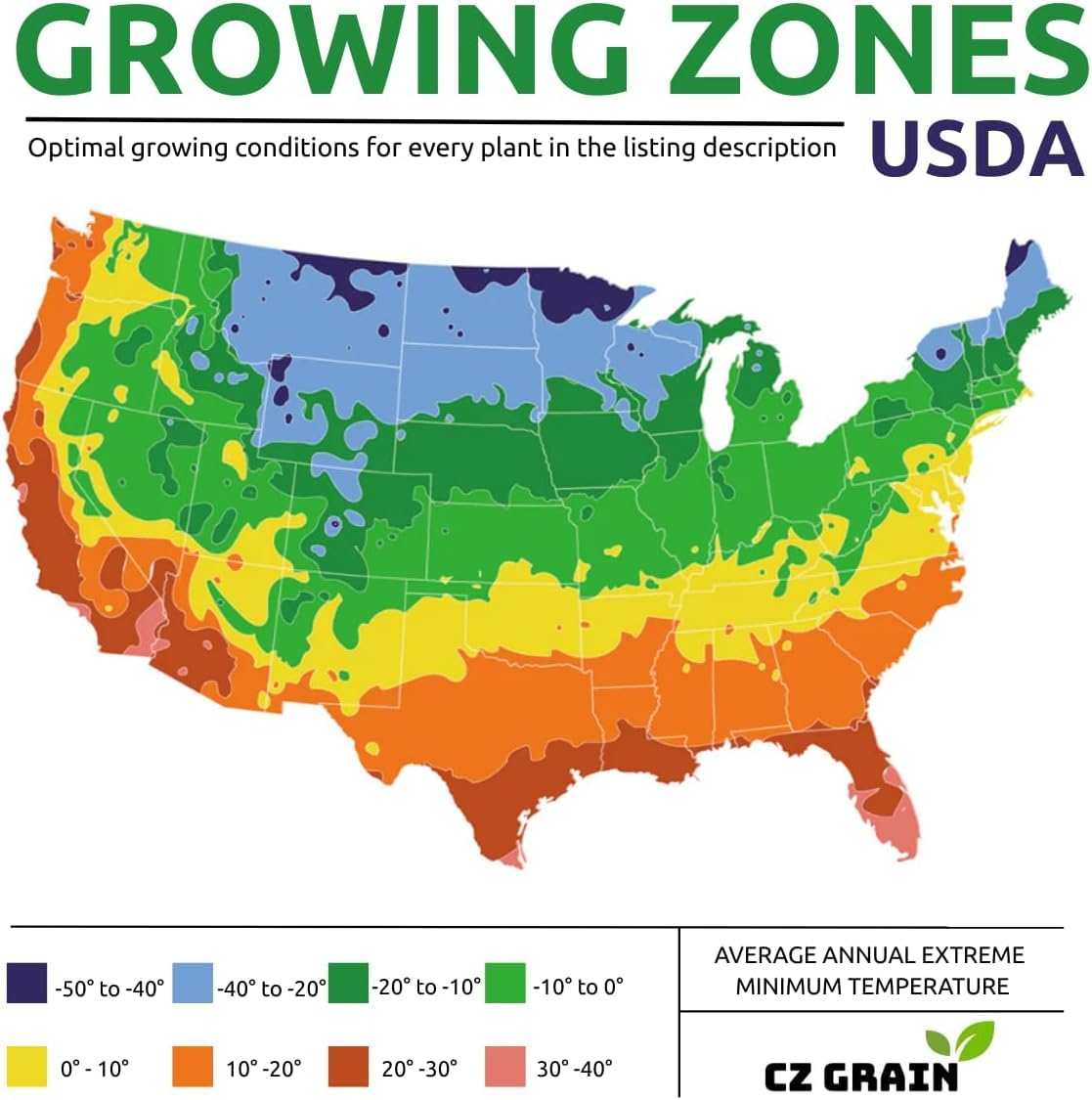 Live Cranberry Plants (Highbush) – Vibrant Red Berry Producing Shrub, Edible Fruit, Hardy Outdoor Garden Plant, Great for Landscaping & Wildlife (3 Plants)