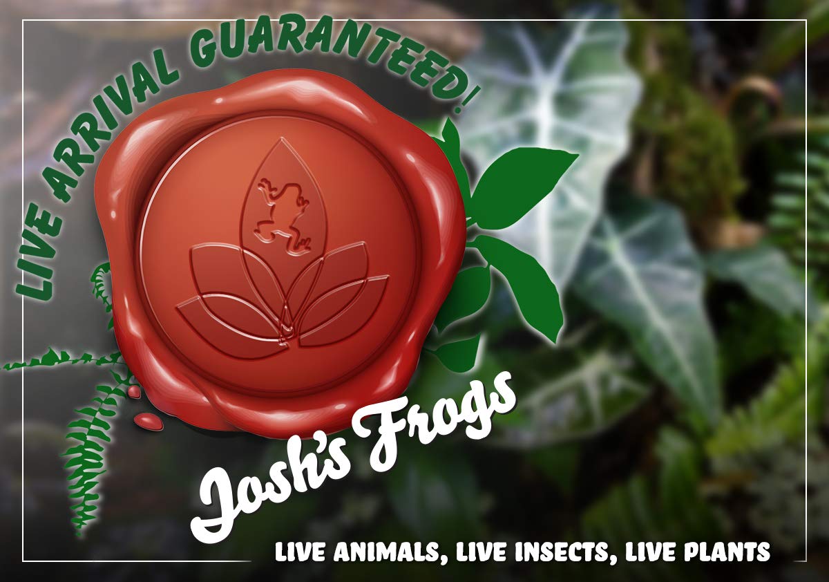 Josh's Frogs Philodendrons (Moonlight)