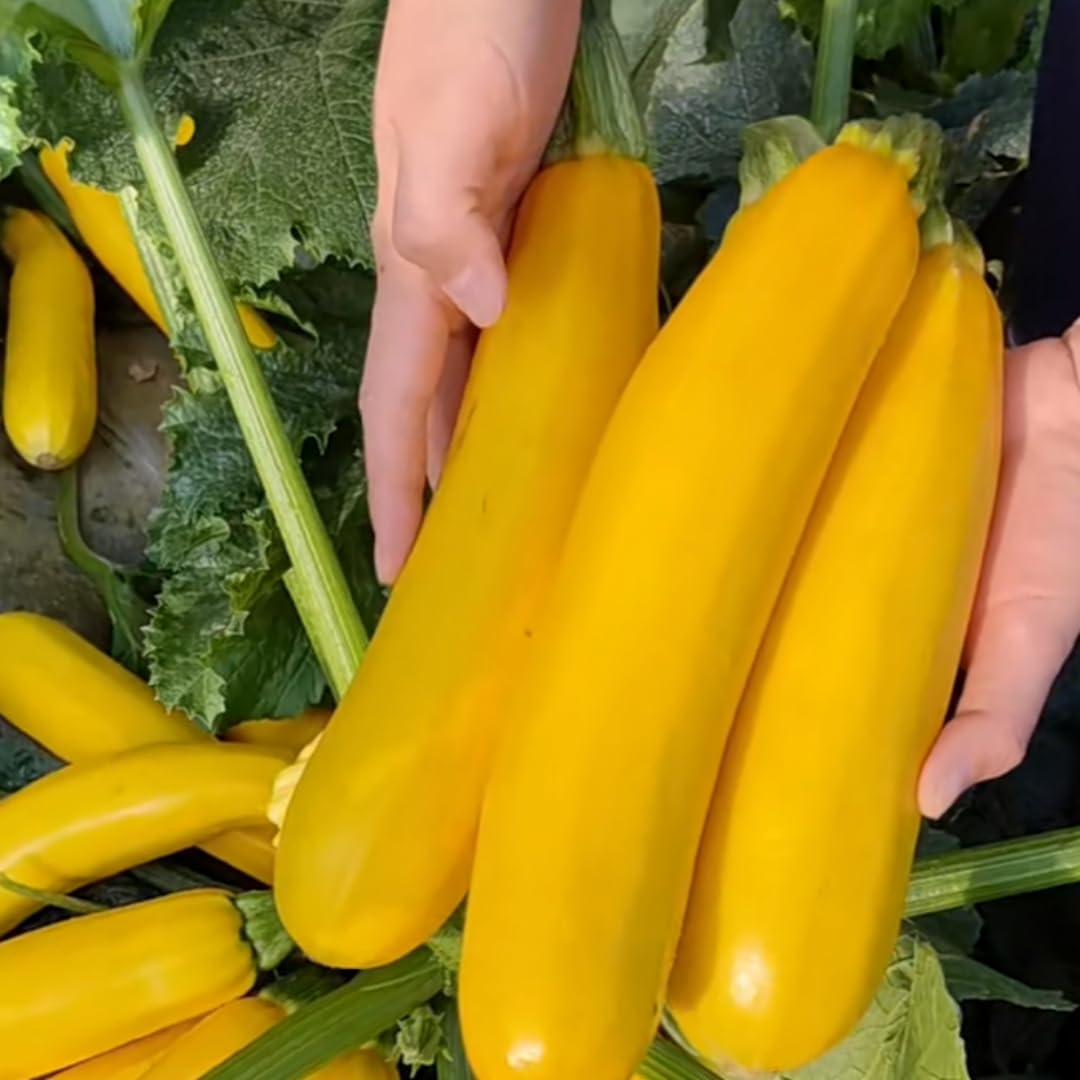 Set 4 Zucchini Plants Seedlings, 4 to 6 Inches Tall, Live Yellow Squash Zucchini Plants for Planting
