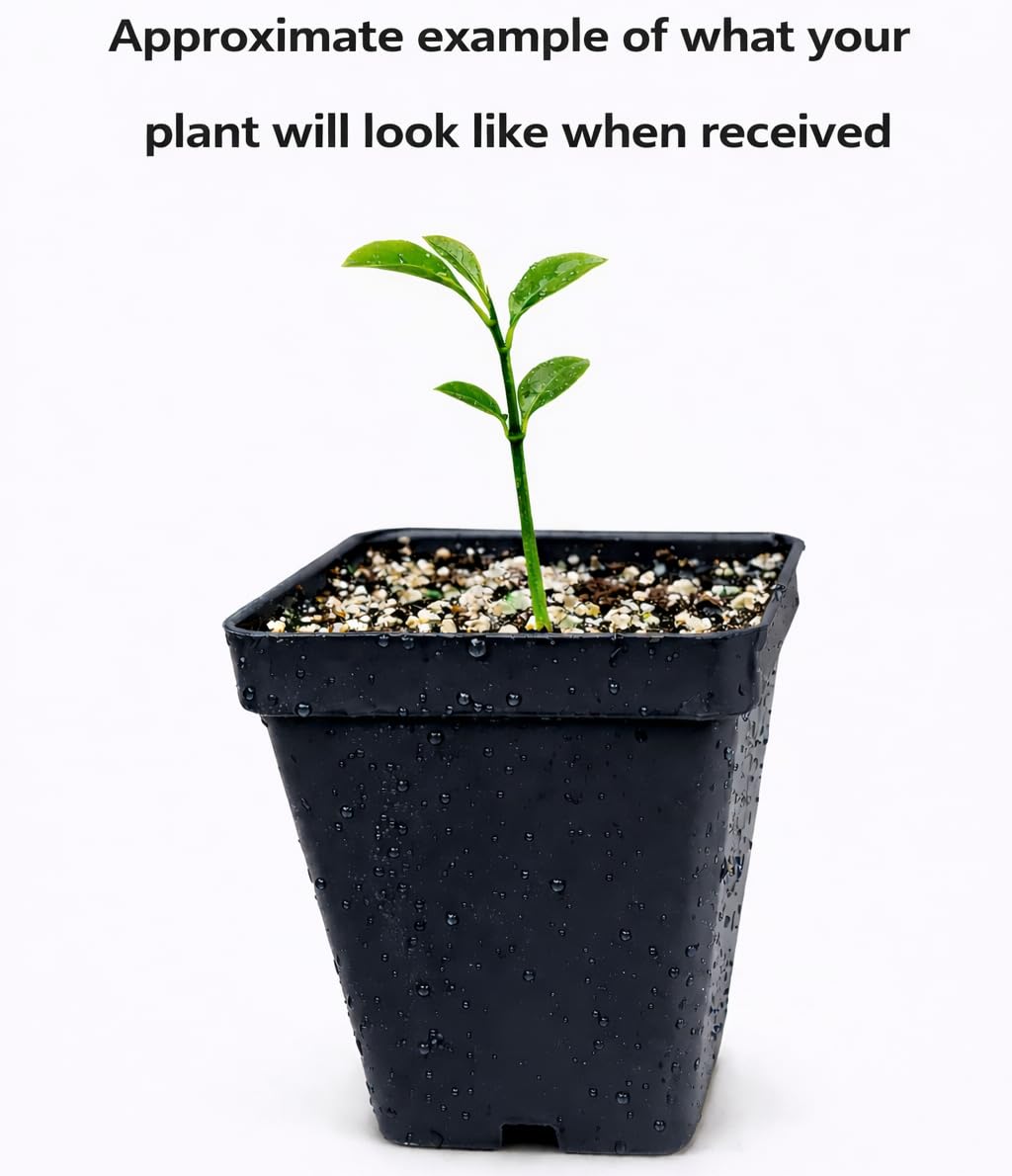 Clementine Mandarin Tree - 2-5 Inch Tall Live Plant - Potted Indoor/Outdoor Orange Fruit Seedling - Citrus x Clementina