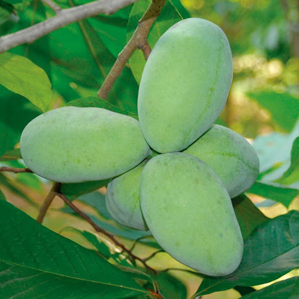 Mixrug 5+ Paw Paw Tree Seeds for Planting,Pawpaw Fruit Tree Seeds Organic,Asimina Triloba Seeds Fruit Trees Perennial with Tropical Banana-Mango Flavor, Cold Hardy & Shade Tolerant, in Farm Patio