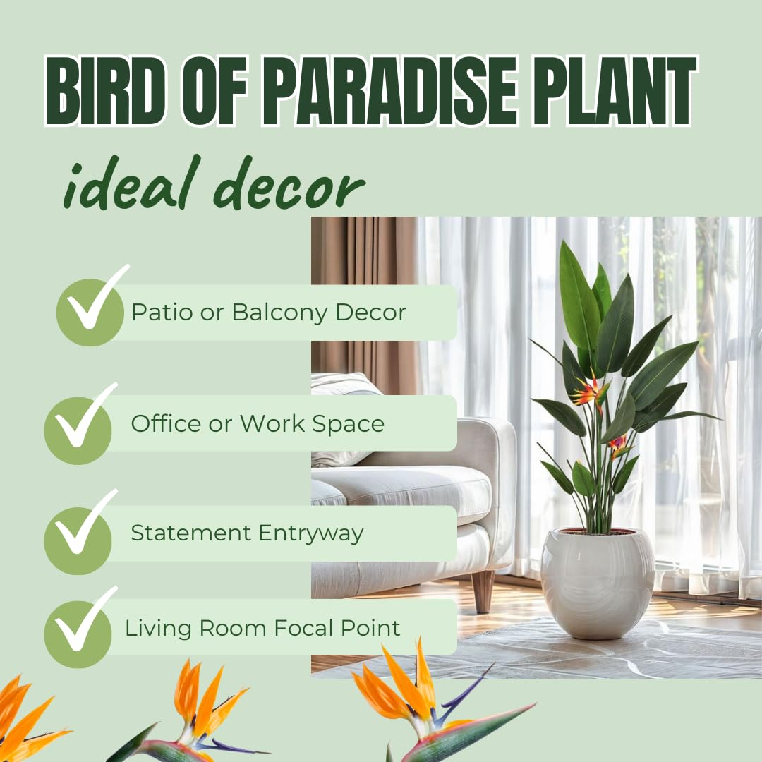 Bird of Paradise Plant Live, 5" to 12" Tall, Established Roots, Strelitzia Reginae Live Plant Houseplant Indoor Outdoor (Orange)