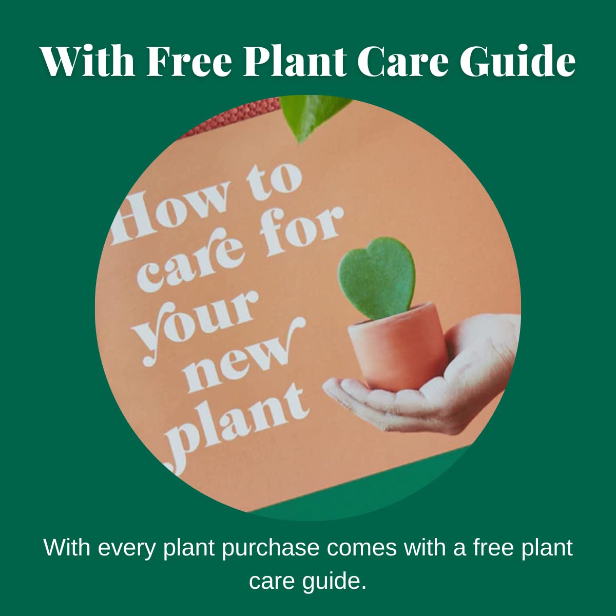 HOUSE PLANT SHOP | Tillandsia Air Plant 'Bandensis '| Live Indoor Plant | Easy to Care | Natural Décor Plant | Great Gifts| Free Care Guide
