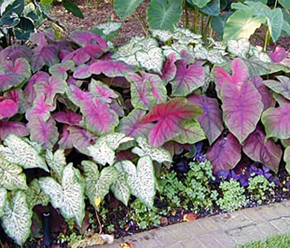 Fire Chief Caladium Bulbs - 3 Large Size Bulbs - Striking Red Foliage - Hardy in Zones 9-11 - Ideal for Gardens and Containers