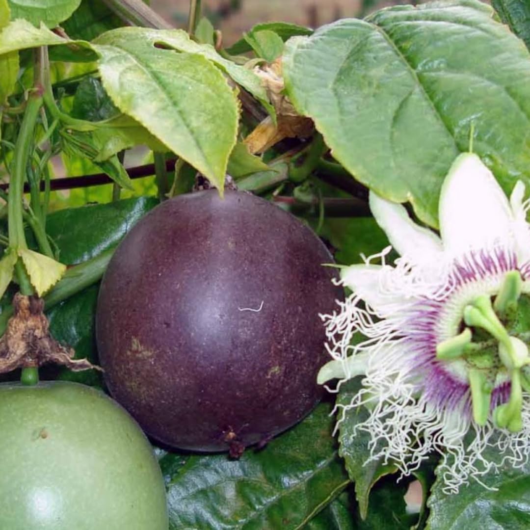 Purple Passion Fruit Plants Live, Live Passion Fruit Vine Plants, 4 to 6 Inches Tall, Passion Plant