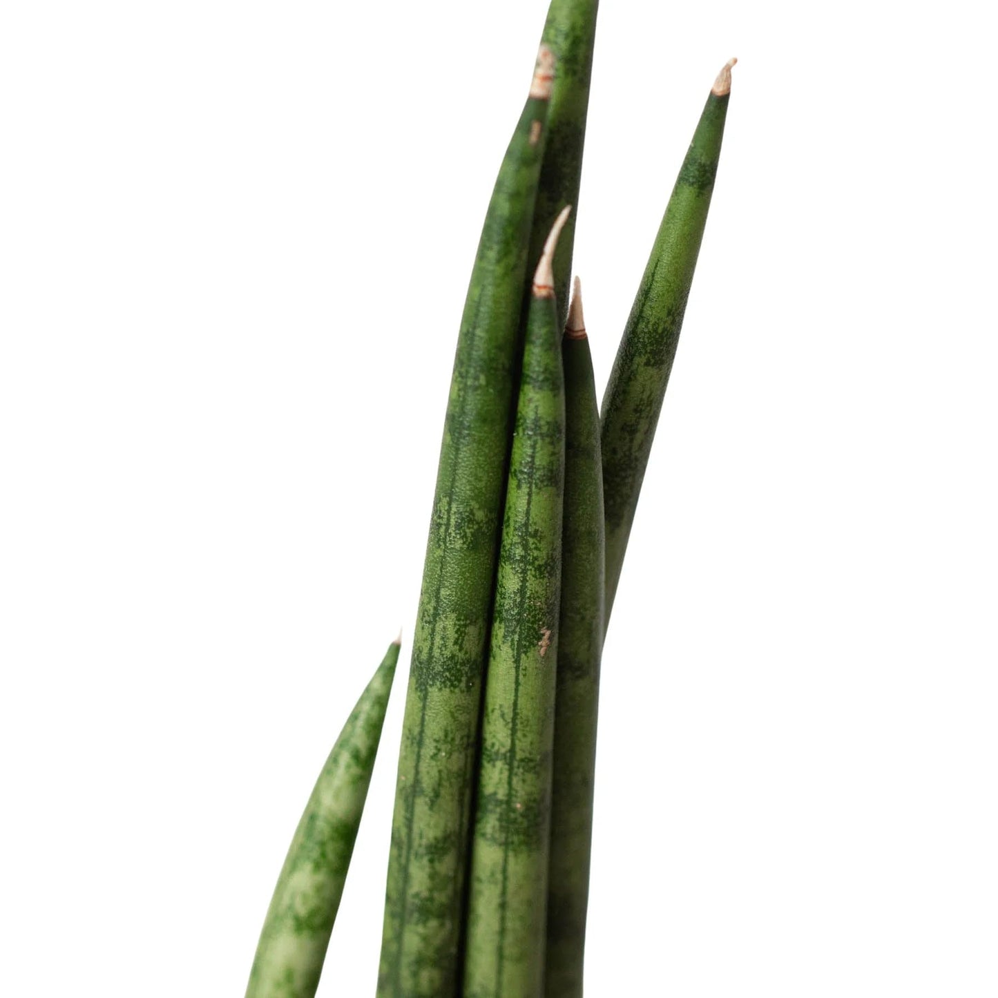 5 Pack Snake Plant Cylindrica in 4in Pot - Live Plants Tropical Houseplants | Variegated | USA Growers | The Snobby Leaf