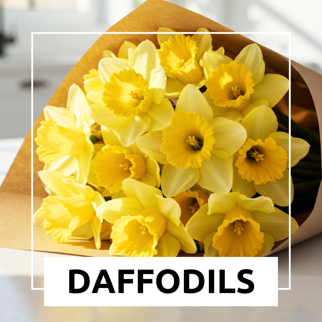 Large Flowering Mix Daffodil Bulbs for Planting, Stunning Perennial Flower Bulbs, Borders, Garden, Landscaping, Bulb Size 12/14 cm, Large Flowering Daffs (10 Bulbs)