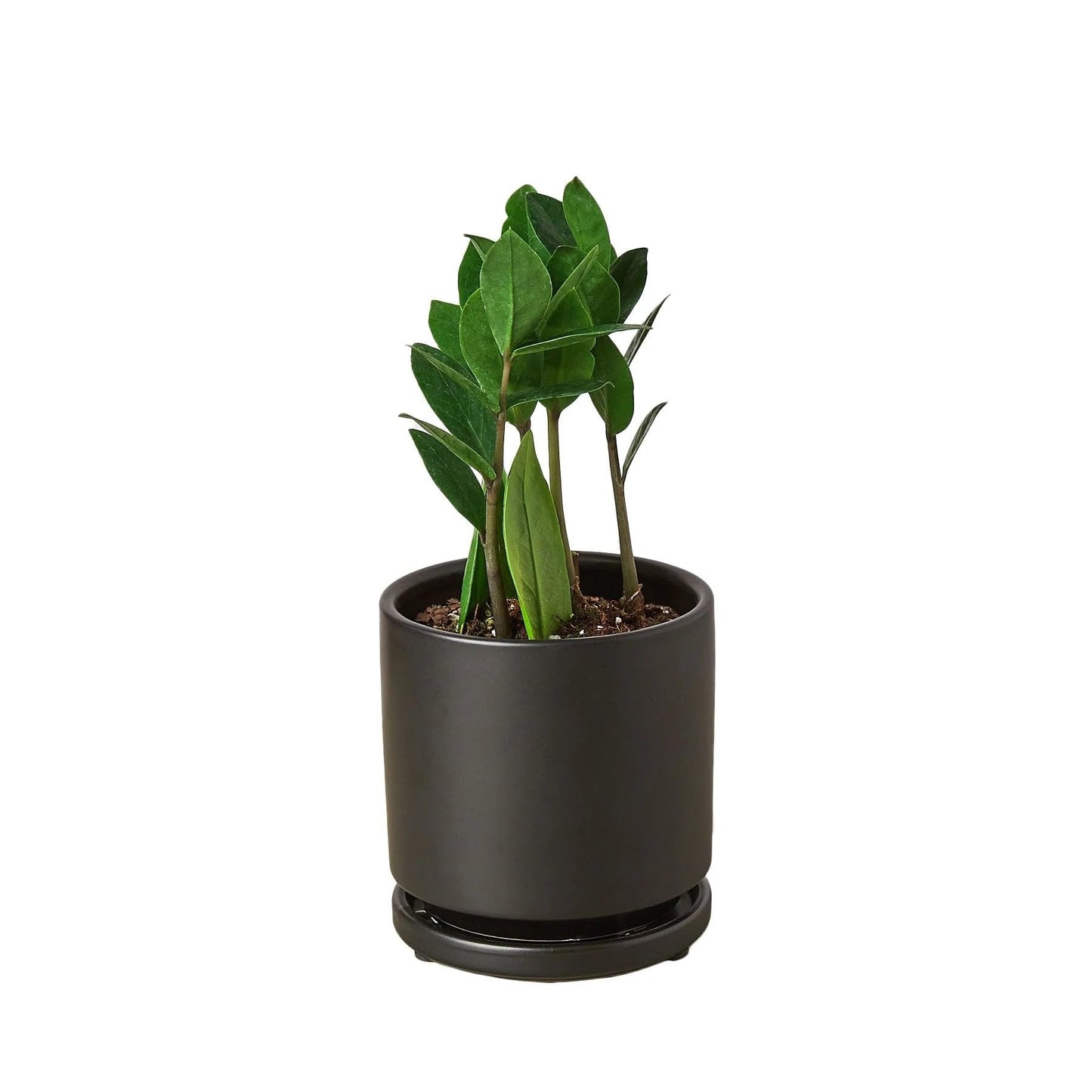 3 Pack Zamioculcas Zamiifolia ZZ in 4in Pot - Live Plants Tropical Houseplants | Variegated | USA Growers | The Snobby Leaf