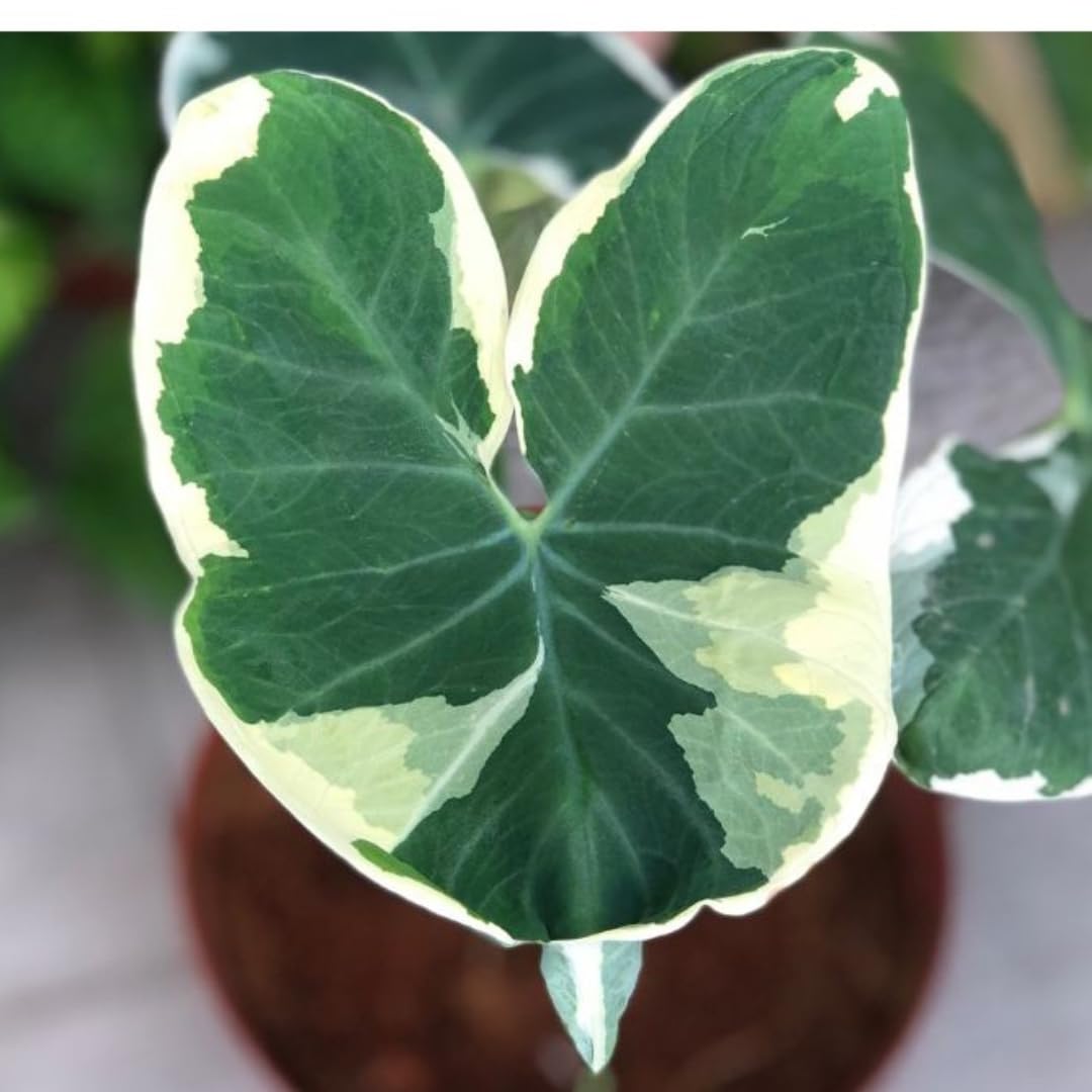 Colocasia Elephant Ears Live Plant, Alocasia Plant, Esculenta Taro Live Houseplant, 5-7 Inc Tall (Variegated)