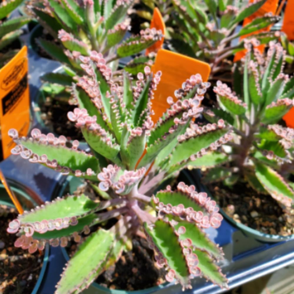 2 Kalanchoe Pink Butterfly Plants Live, Kalanchoe Live Plant, in 2 Inch Pot, Pink Kalanchoe Succulent Mother of Thousands