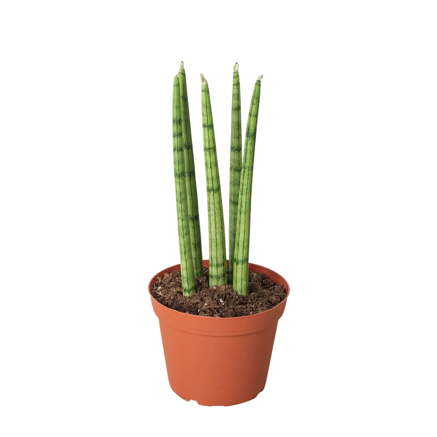 4 Pack Snake Plant Cylindrica in 4in Pot - Live Plants Tropical Houseplants | Variegated | USA Growers | The Snobby Leaf