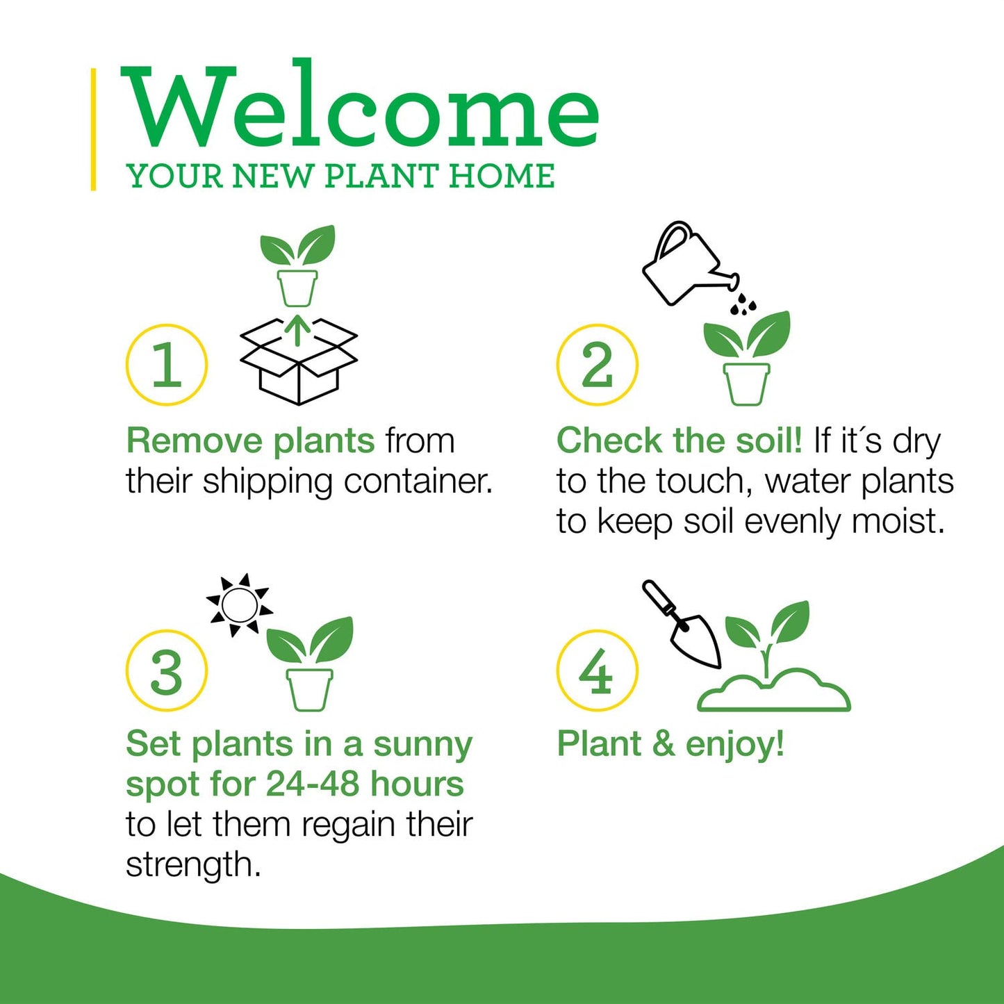 Bonnie Plants Curled Parsley Live Herb Plants - 4 Pack, Biennial, Non-GMO, Garnish, Seasoning, Salads, Palate Cleanser