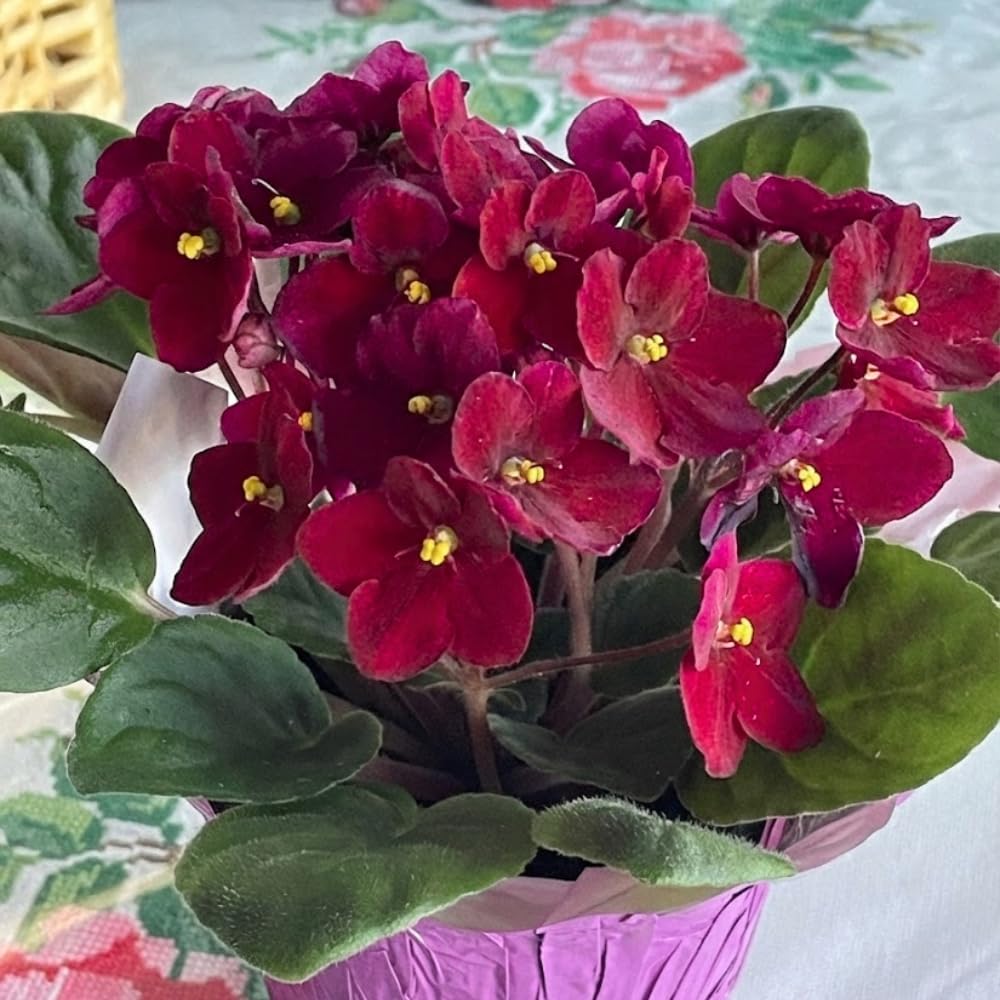 African Violet Live Plant Houseplant in 4" Pot, Blooming Indoor Plant for Home or Office with Vibrant Flowers (Red African Violet)