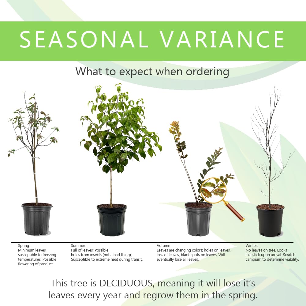 Bald Cypress Tree, Deciduous Conifer, Flood Tolerant, Cold Tolerant, 2-3 ft Tree Height, 1 gal Nursery Pot (Due to Agricultural Laws, we Cannot Ship to CA, AZ, AK, or HI)