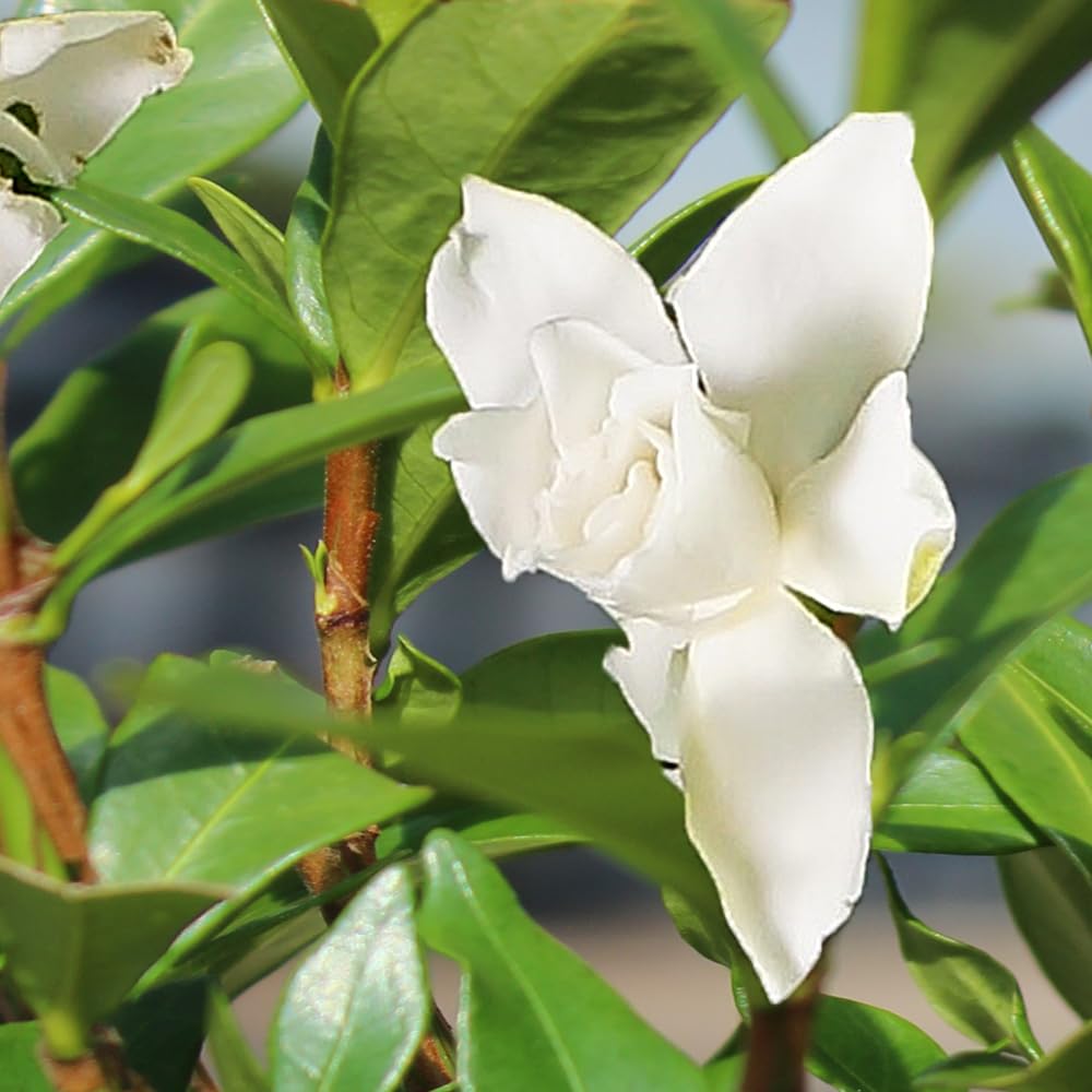 Brussel's Bonsai - Live Gardenia Bonsai Tree, Outdoor Bonsai Plant in Grower Pot, 4 Years Old, 6-8 Inches Tall, Easy Care Flowering Plant for Patio or Garden (Small)