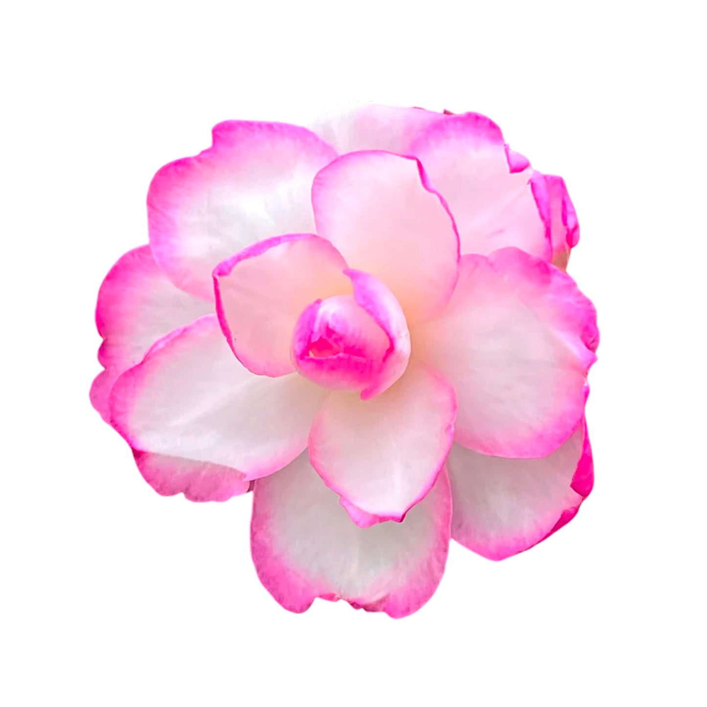 Bob’s Supreme Camellia – Evergreen Flowering Shrub with Large Red Blooms, Hardy Garden Plant for Borders, Containers & Landscapes (3 Gallon/Potted/Single)