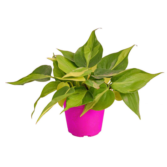 3 Pack Philodendron 'Brasil' in 3in Pot - Live Tropical Houseplant - Easy to Grow | Air Purifying | Variegated | USA Growers | The Snobby Leaf
