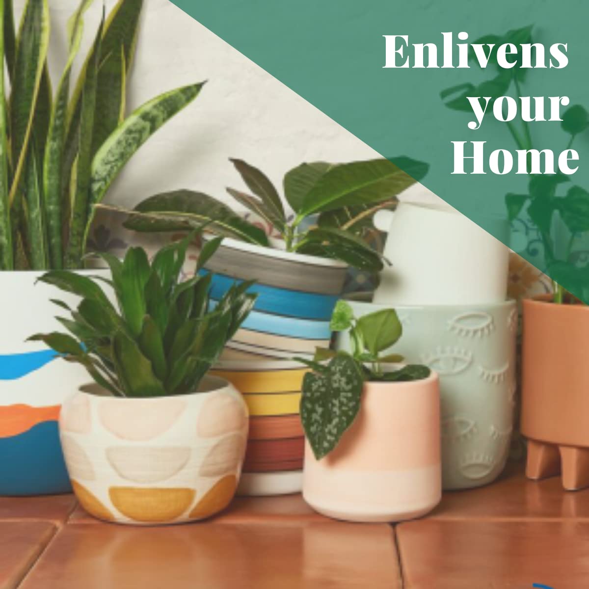 HOUSE PLANT SHOP | Tillandsia Air Plant 'Bandensis '| Live Indoor Plant | Easy to Care | Natural Décor Plant | Great Gifts| Free Care Guide