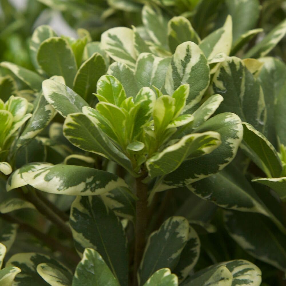 Variegated Pittosporum 'Japanese Mock Orange' (2.5 Quart) Evergreen Shrub with Green and Cream-White Foliage - Part Sun Live Outdoor Plant