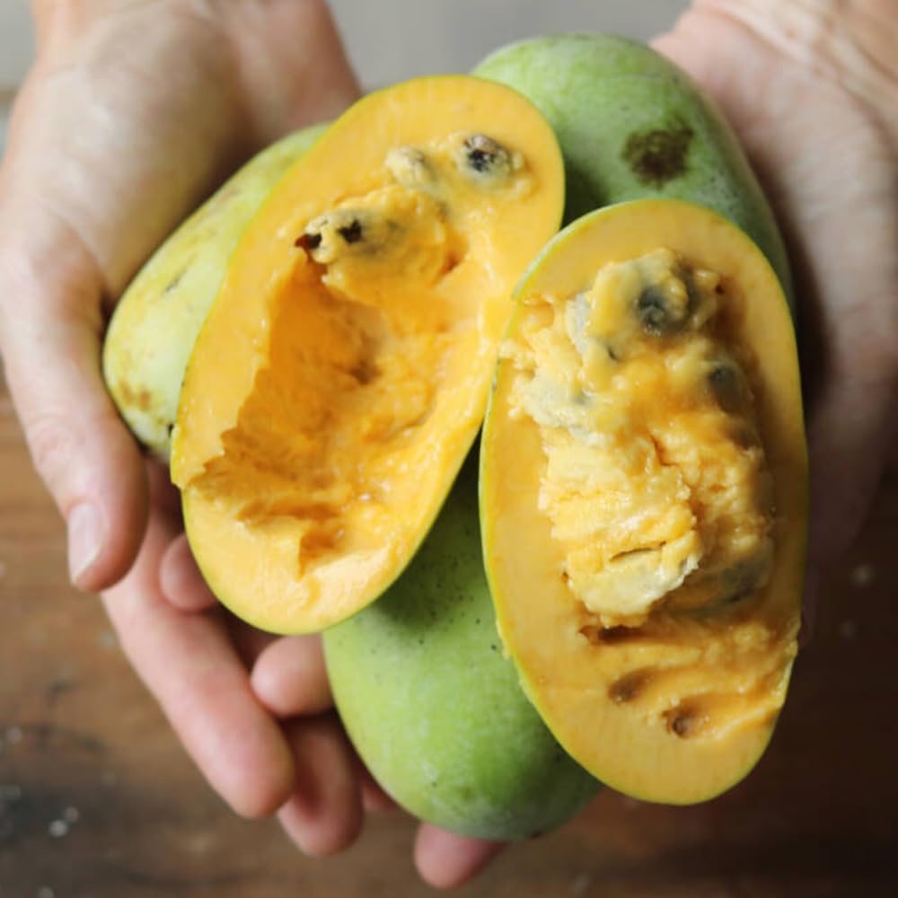 Pack 2 Paw Paw Trees Live Plants, Potted Pawpaw Seedling Plants, 1 Year Old Well Rooted, Common Pawpaw Asimina Triloba, No Leaf in Winter