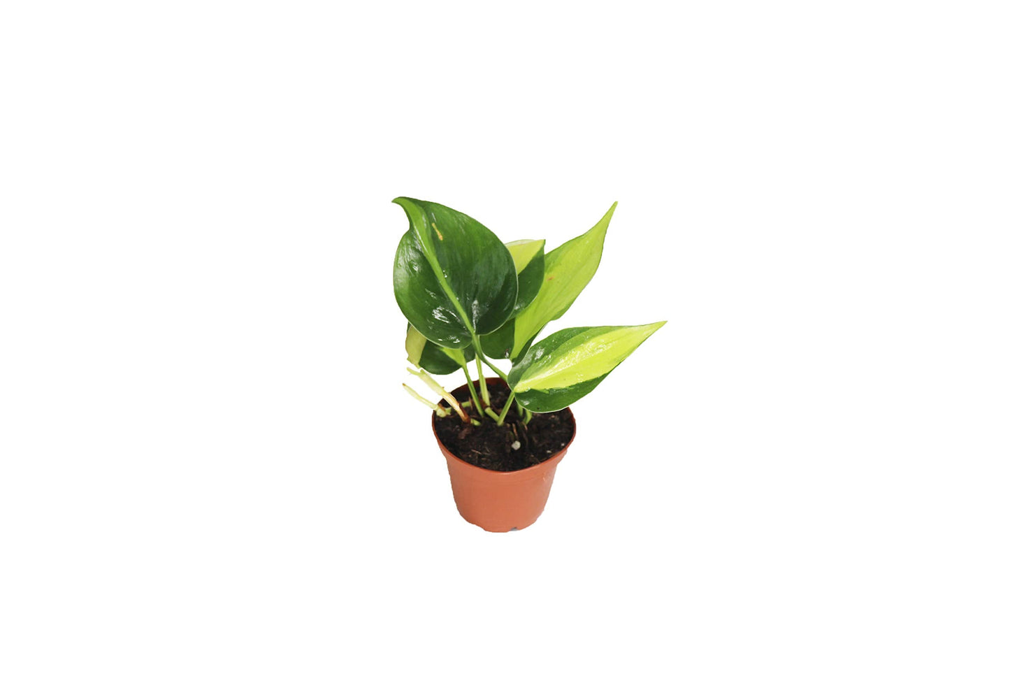 Philodendron Brazil - 2" from California Tropicals