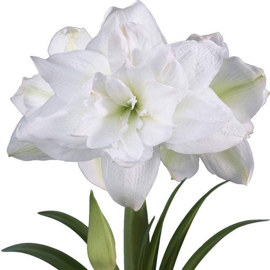 UtopiaSeeds Marquis Amaryllis Bulb - Double White Amaryllis - One Large Bulb