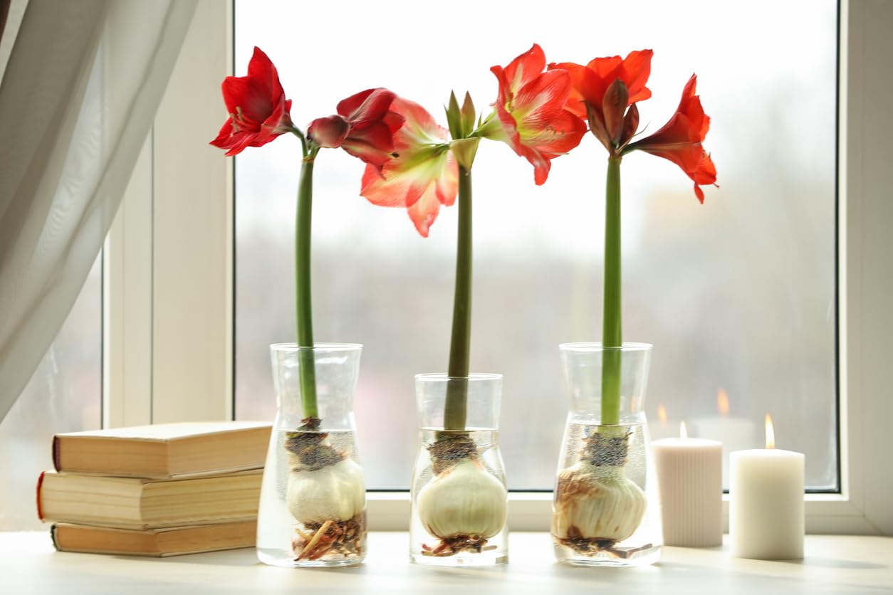 Orange Sovereign Amaryllis Bulb – Large Bulb for Planting, 4-8 Blooms, 16–24" Tall – Elegant Indoor & Outdoor Plant – Ideal for Seasonal Decor – Low-Maintenance Amaryllis Bulb (Not in Wax)