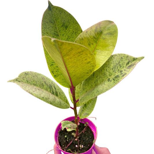 Ficus 'shivereana' Moonshine in 4in Pot - Live Rare Plant - Easy to Grow | Variegated | USA Growers | The Snobby Leaf