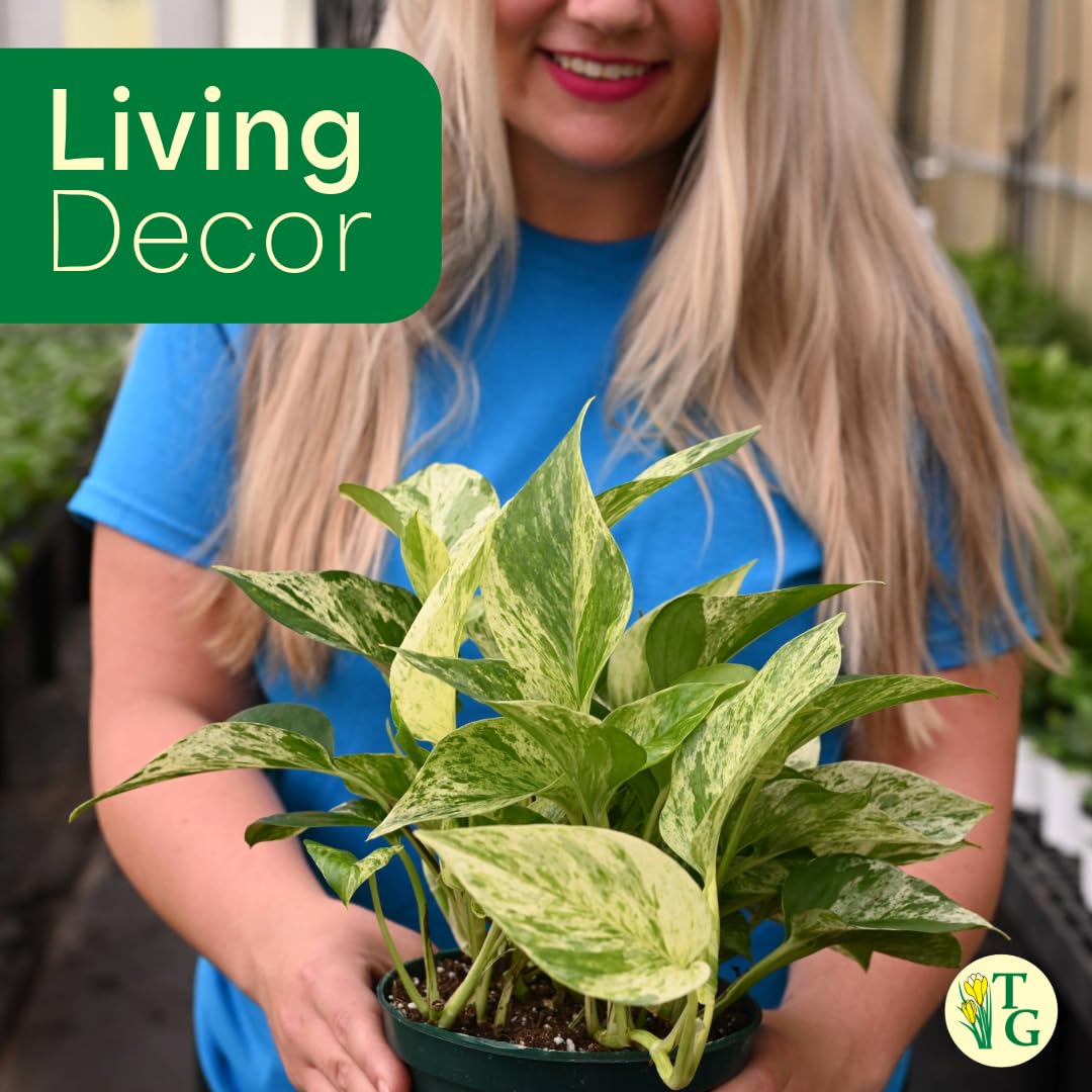 Thorsen's Greenhouse Marble Queen Pothos, Live Indoor Plant, Easy to Grow, Rare Variegated Houseplant, Natural Air Purifier, 6-inch Diameter Pot (Nursery Pot)