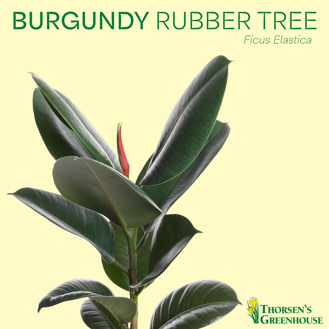 Thorsen's Greenhouse Ficus elastica, Live Indoor Plant, Rare Variety, Natural Air Purifier, Burgundy Rubber Plant, 4-Inch Diameter Pot (Copper)