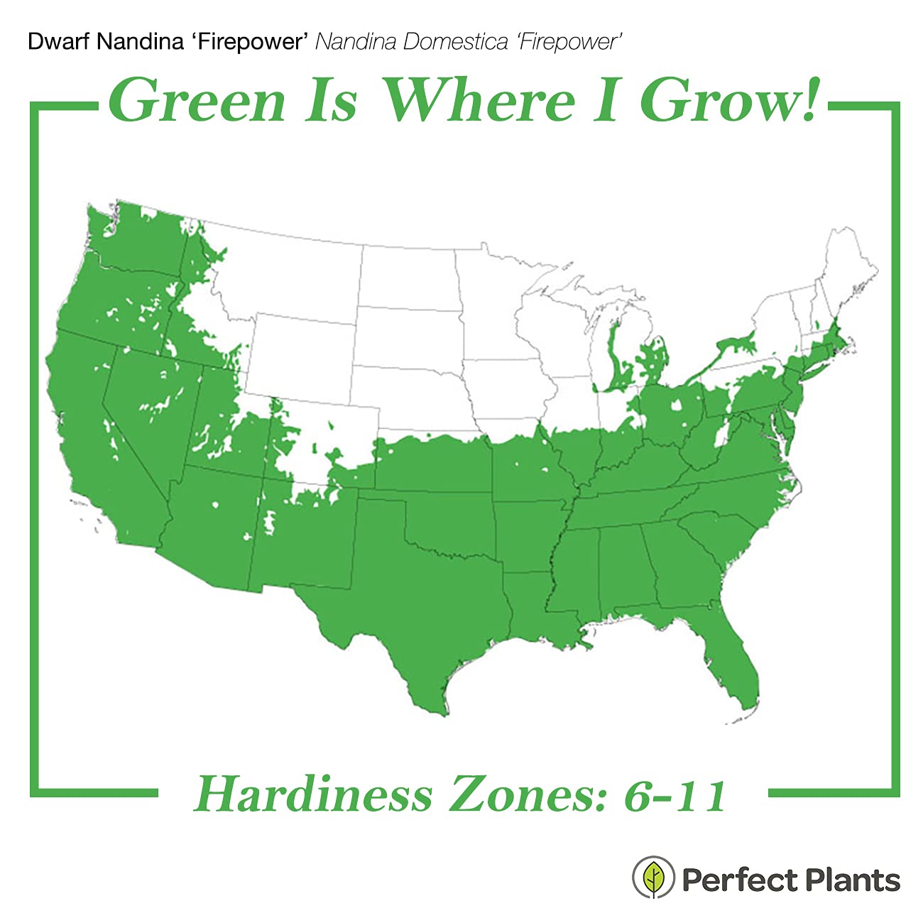 PERFECT PLANTS Firepower Nandina 3 Gal. Pot | Heavenly Bamboo | Low Maintenance | Eye Catching Green and Blush Pink Foliage