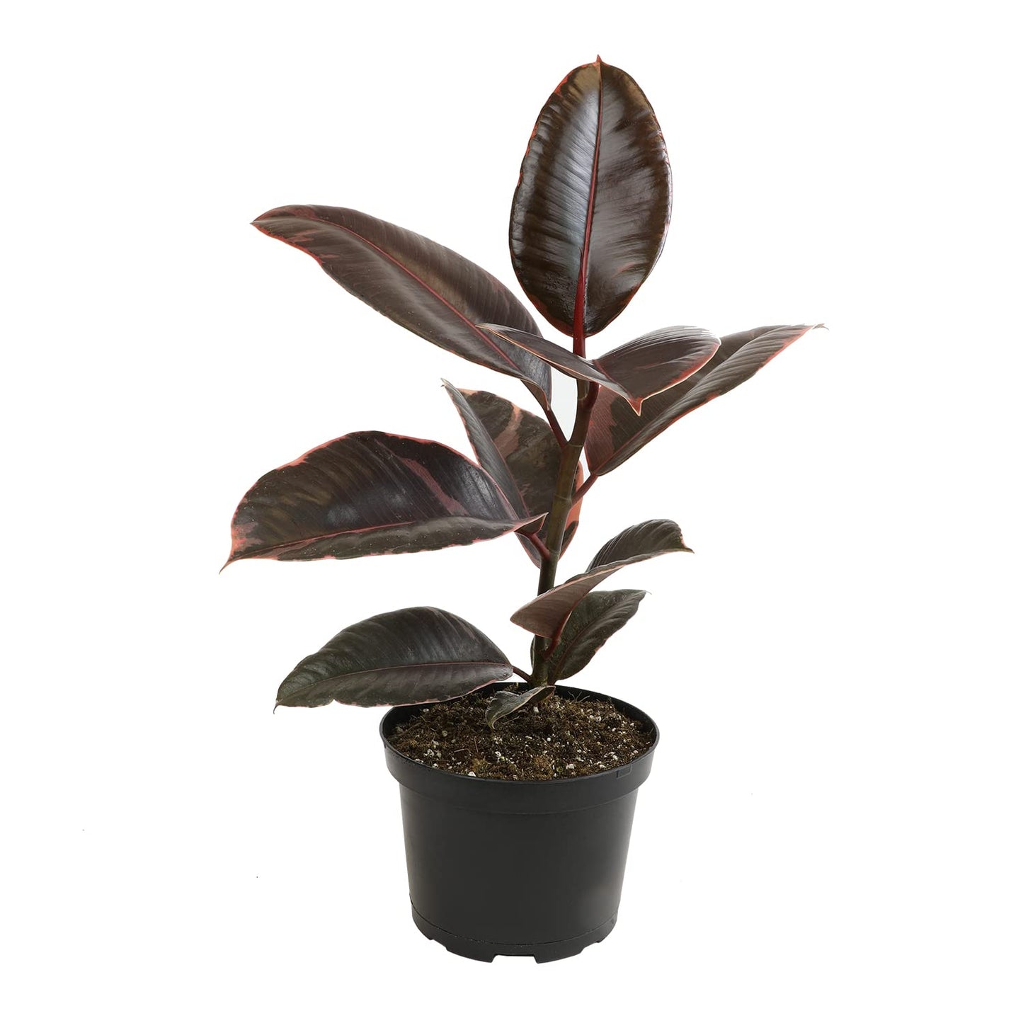 Variegated Ficus 'Ruby' Rubber Plant in 6" Grower Pot, Real Houseplants for Home or Office, Easy to Grow Live Houseplants by Plants for Pets