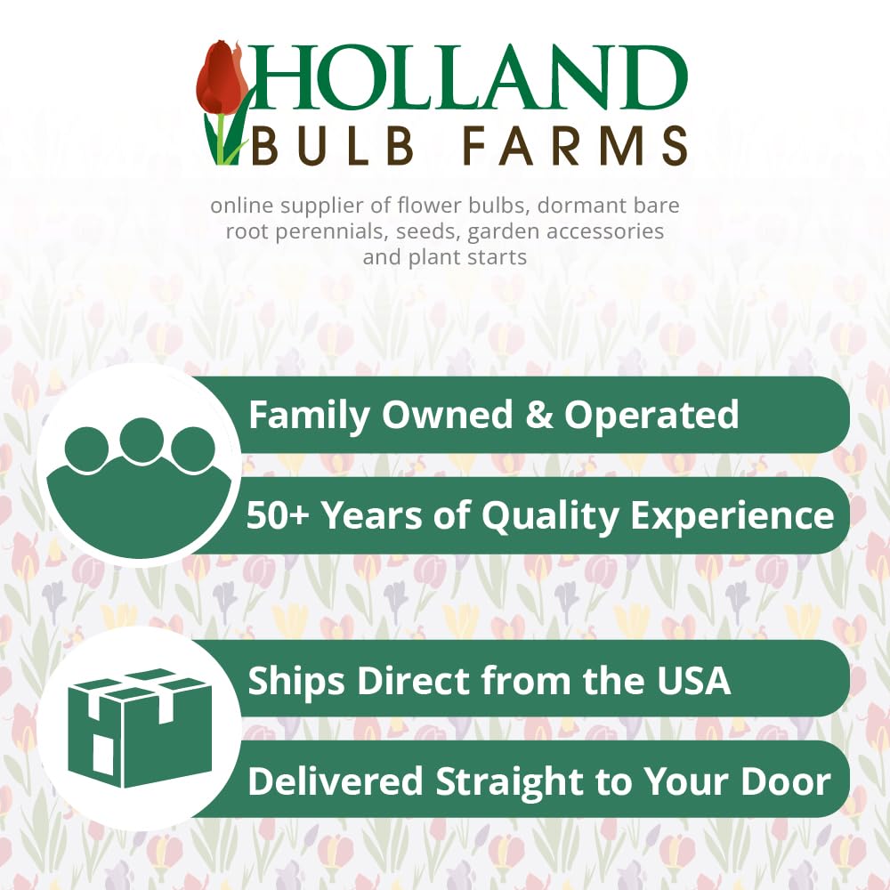 Bunny Tails Waxed Amaryllis Flower Bulb with Stand, Grow Real Blooming Indoor Spring Flowers, No Water Needed