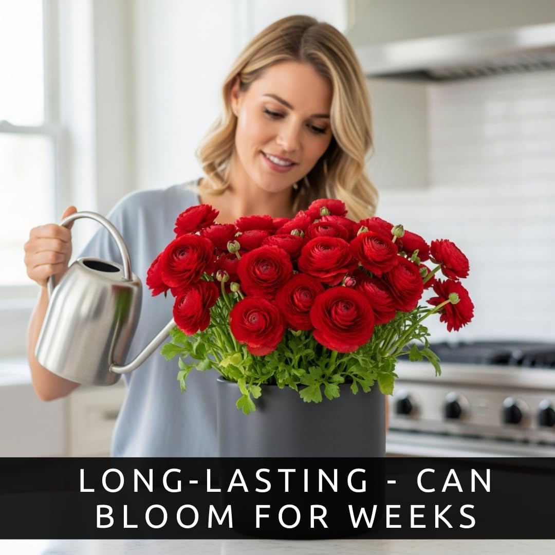Red Ranunculus Bulbs – 20 Healthy Corms for Planting – Vibrant Red Love Blooms - Wedding Perfect - Easy to Grow, Long-Lasting Flowers for Gardens, Containers, and Rojo Bouquets (20 Bulbs)