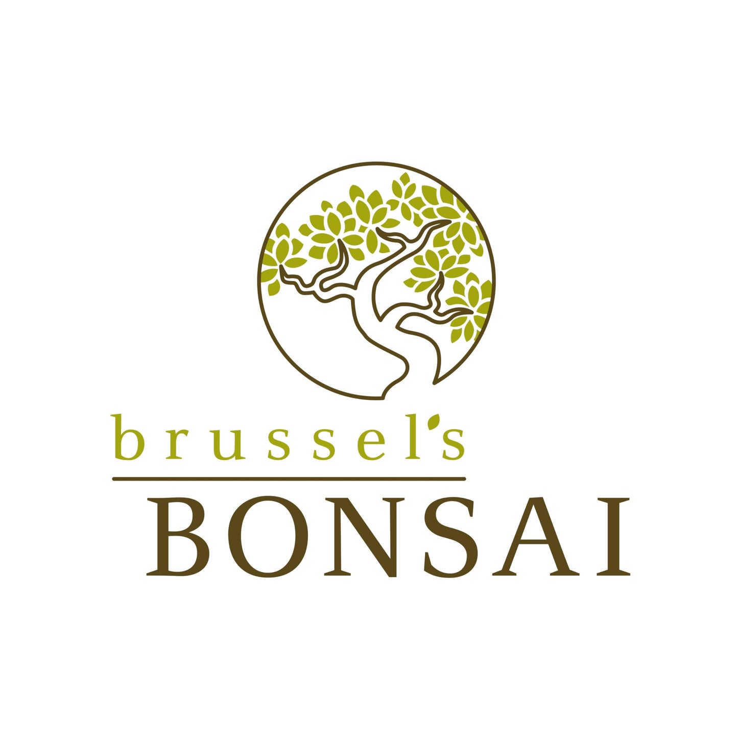 Brussel's Live Jaboticaba Indoor Bonsai Tree - 6 Years Old; 10" to 14" Tall with Decorative Container, Humidity Tray & Deco Rock