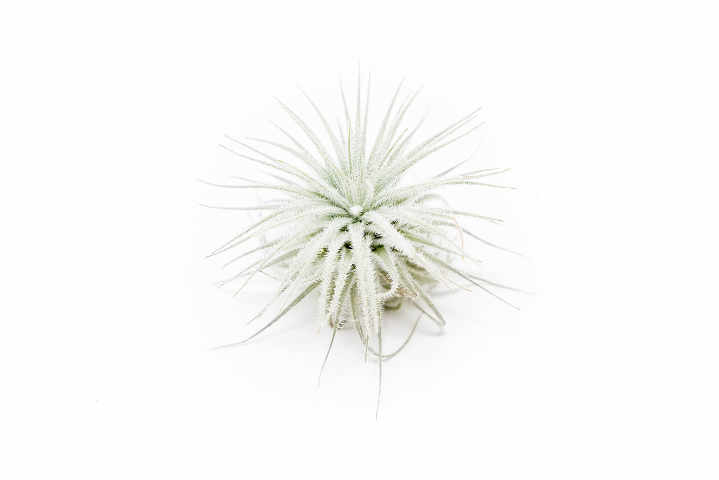 Small Tectorum Ecuador Air Plant - Live Tillandsia Succulent House Plants - Available in Wholesale and Bulk - Home and Garden Decor - Easy Care Indoor and Outdoor Plants (Small-1 PC)