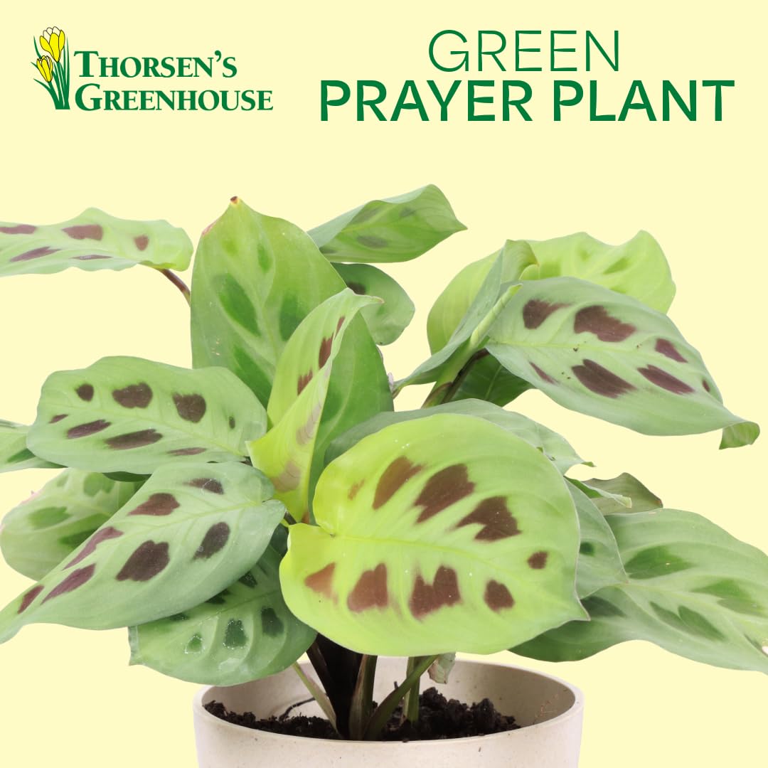 Thorsen's Greenhouse Green Prayer Plant, Live Indoor Plant, Pet Friendly, Uncommon Houseplant, Green Maranta, Easy to Grow, 4" Diameter Pot (Nursery Pot)