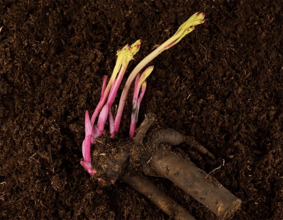 Double Pink Peony - Grace Batson Bare Root 3-5 Eyes…
