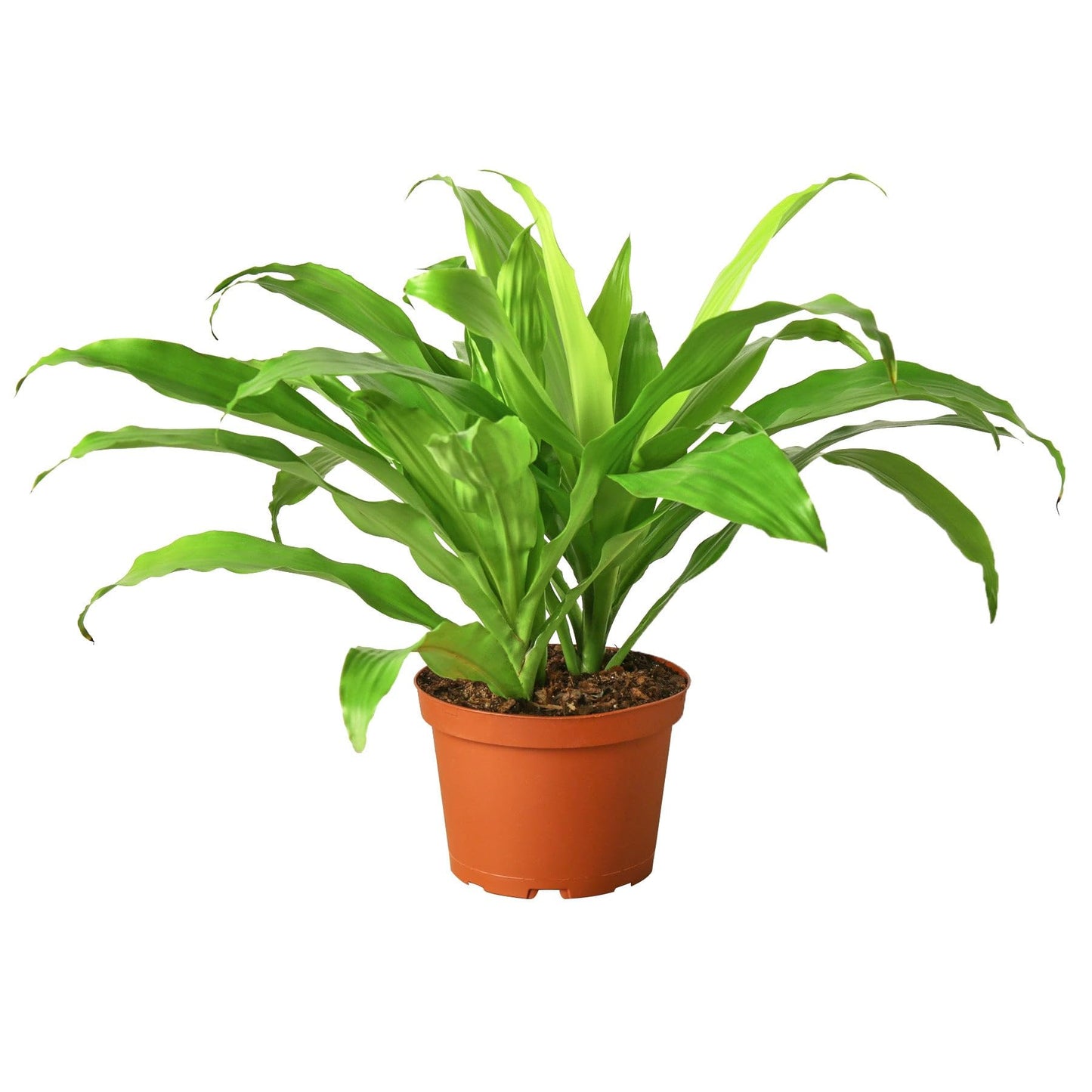 9 Pack Dracaena 'Lime Light' in 6in Pot - Live Plants Tropical Houseplants | Variegated | USA Growers | The Snobby Leaf