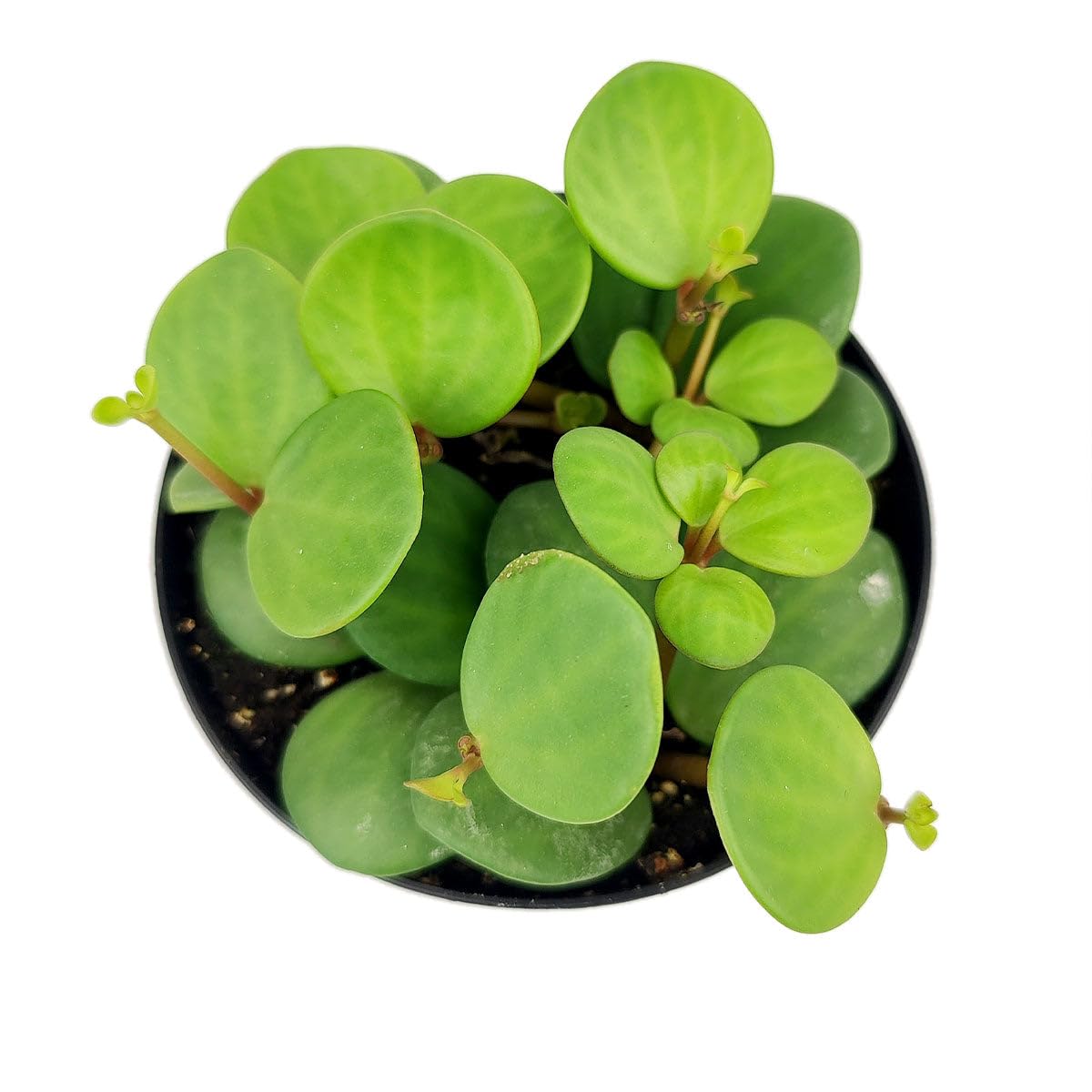 Peperomia 'Hope' (4 inch) - Lucky Houseplants - 4/6 inch Unique Live Decorative Houseplants - Easy to Care Indoor Plants, Perfect for Office, Home & Feng Shui Decor