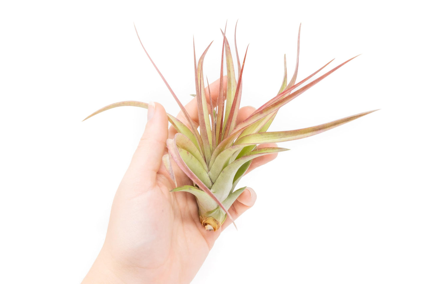 Large Air Plants - Big Sparkler Air Plants - Nice 5 to 7 inch Tillandsia Air Plant - 30 Day Guarantee - House Plants - Succulents