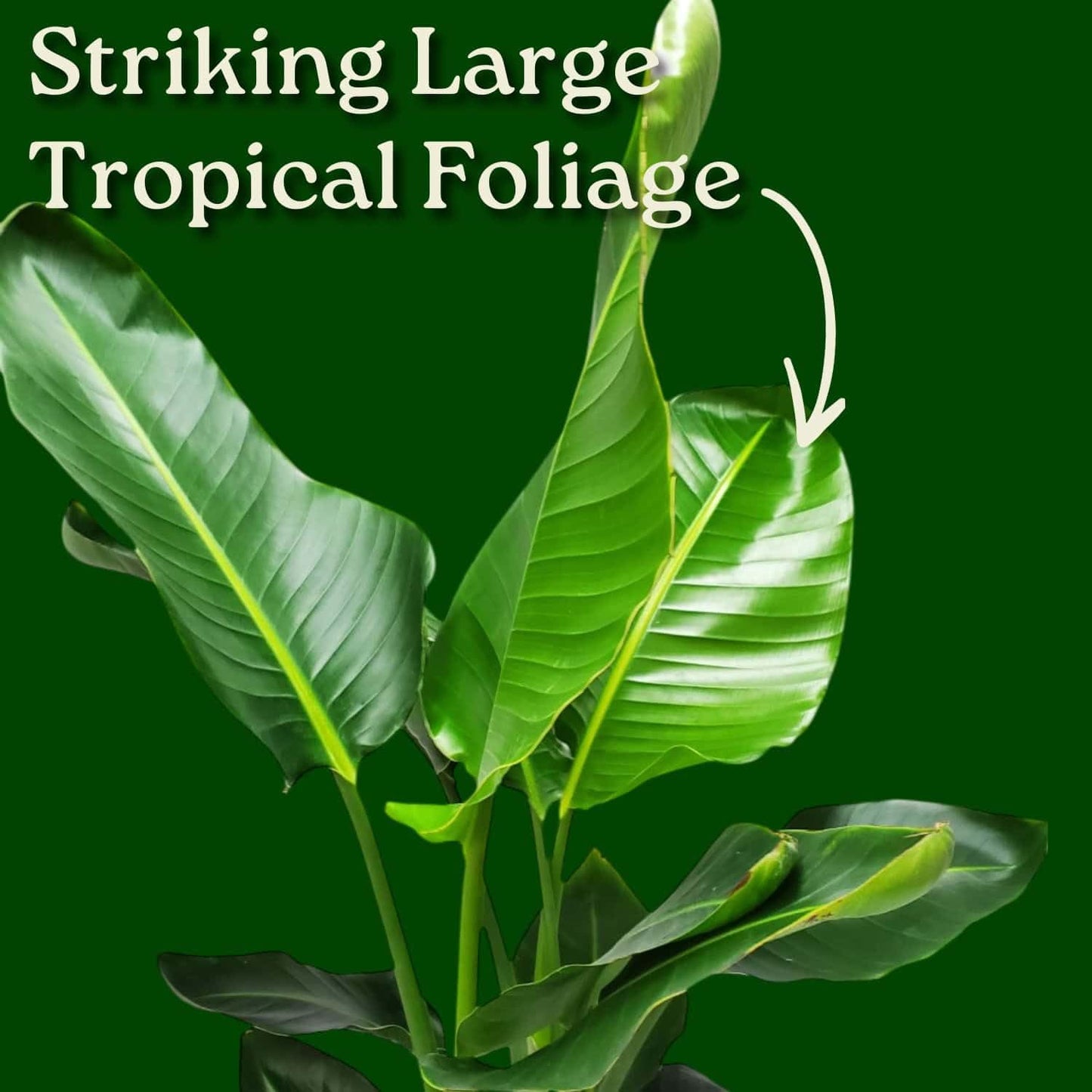 White Bird of Paradise Plant - Live Tropical Foliage Plant - Overall Height 30" to 36" - Tropical Plants of Florida (Plant + Fertilizer + Indoor Soil)