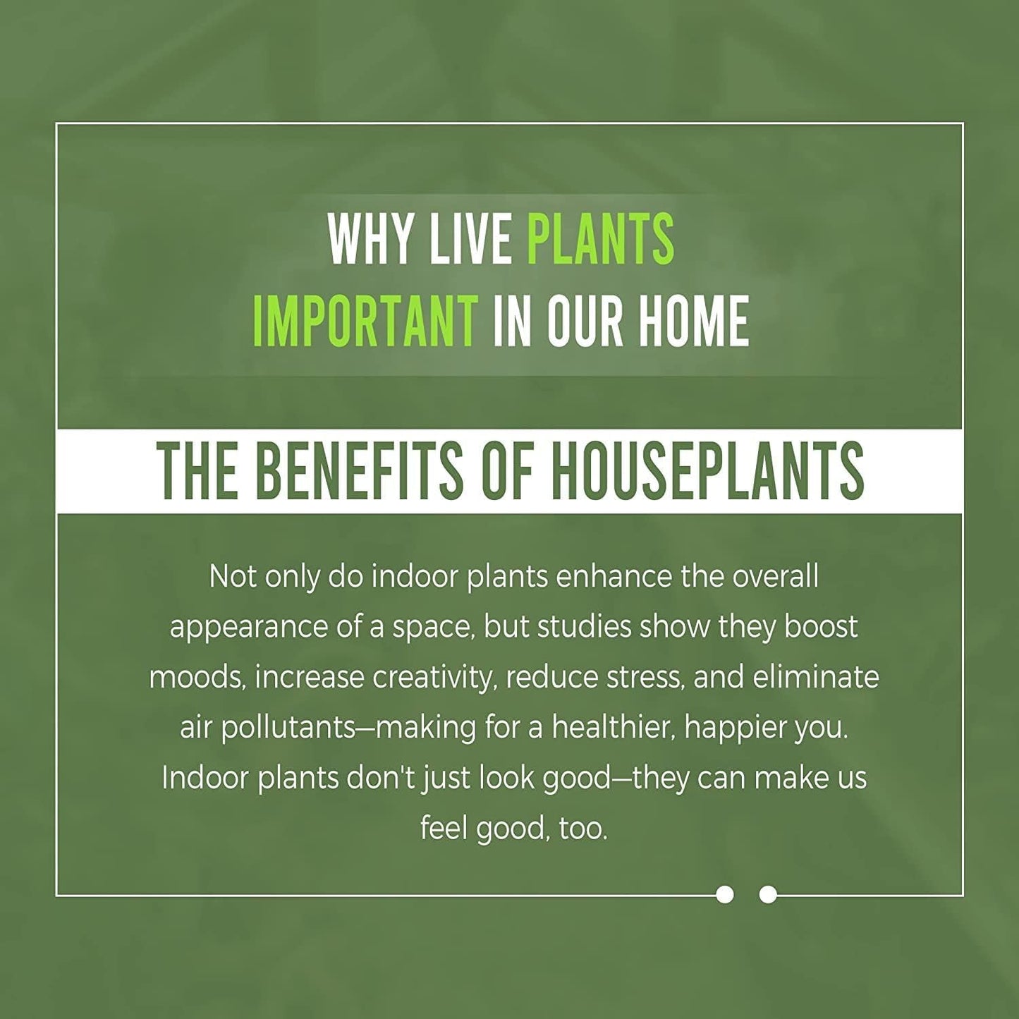 LEAL PLANTS ECUADOR Calathea Musaica Evergreen Live Indoor Plant| Calathea Network Prayer Plant |Natural Décor -Gift for Plant Lovers